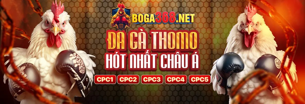 Trận đá gà kịch tính tại jun888 login